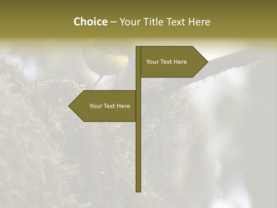 Collared Redstart Has A Different View On Life!!!!!Red Capped Grey Vested Warbler, Monteverde Cloud Forest, Costa Rica, November 2008. Myioborus Torquatus, Arulidae Family PowerPoint Template