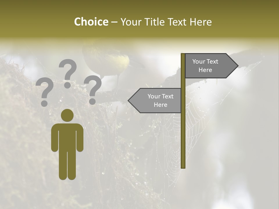 Collared Redstart Has A Different View On Life!!!!!Red Capped Grey Vested Warbler, Monteverde Cloud Forest, Costa Rica, November 2008. Myioborus Torquatus, Arulidae Family PowerPoint Template