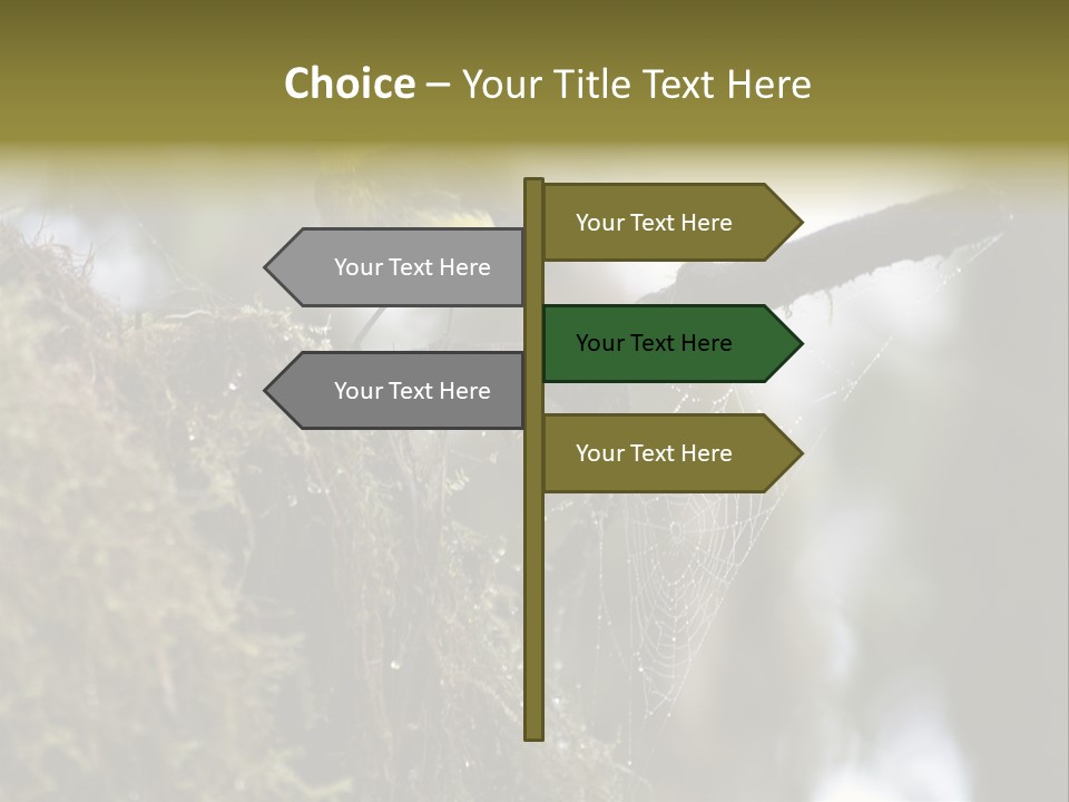 Collared Redstart Has A Different View On Life!!!!!Red Capped Grey Vested Warbler, Monteverde Cloud Forest, Costa Rica, November 2008. Myioborus Torquatus, Arulidae Family PowerPoint Template