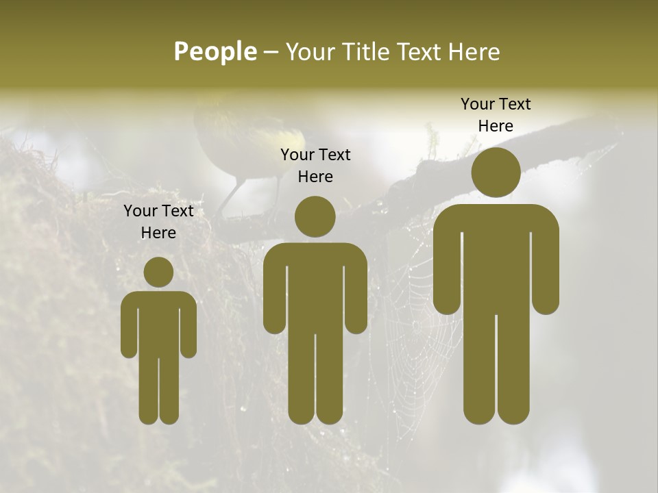Collared Redstart Has A Different View On Life!!!!!Red Capped Grey Vested Warbler, Monteverde Cloud Forest, Costa Rica, November 2008. Myioborus Torquatus, Arulidae Family PowerPoint Template