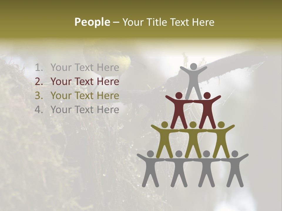 Collared Redstart Has A Different View On Life!!!!!Red Capped Grey Vested Warbler, Monteverde Cloud Forest, Costa Rica, November 2008. Myioborus Torquatus, Arulidae Family PowerPoint Template