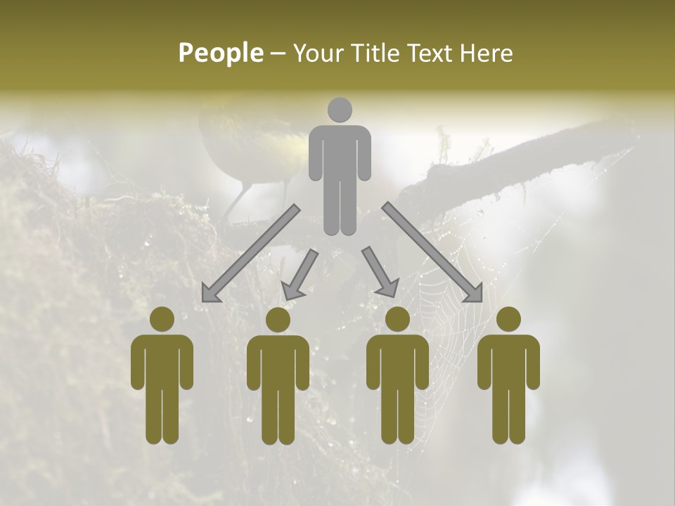 Collared Redstart Has A Different View On Life!!!!!Red Capped Grey Vested Warbler, Monteverde Cloud Forest, Costa Rica, November 2008. Myioborus Torquatus, Arulidae Family PowerPoint Template