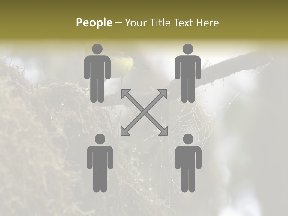 Collared Redstart Has A Different View On Life!!!!!Red Capped Grey Vested Warbler, Monteverde Cloud Forest, Costa Rica, November 2008. Myioborus Torquatus, Arulidae Family PowerPoint Template