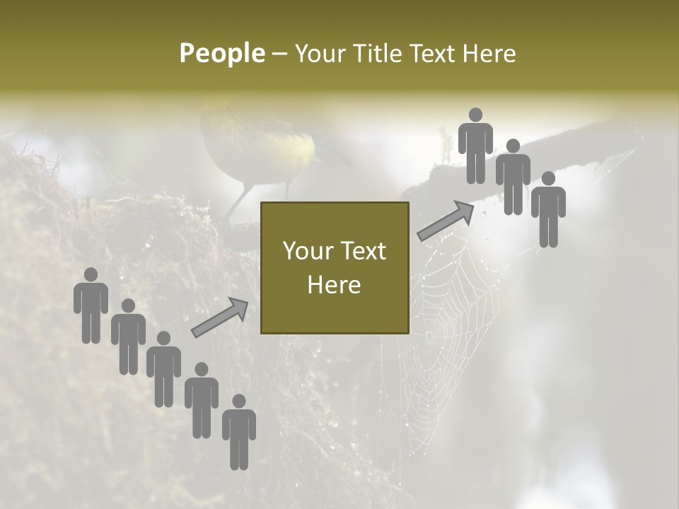 Collared Redstart Has A Different View On Life!!!!!Red Capped Grey Vested Warbler, Monteverde Cloud Forest, Costa Rica, November 2008. Myioborus Torquatus, Arulidae Family PowerPoint Template