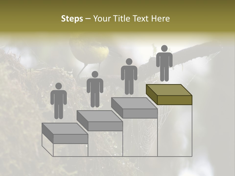 Collared Redstart Has A Different View On Life!!!!!Red Capped Grey Vested Warbler, Monteverde Cloud Forest, Costa Rica, November 2008. Myioborus Torquatus, Arulidae Family PowerPoint Template