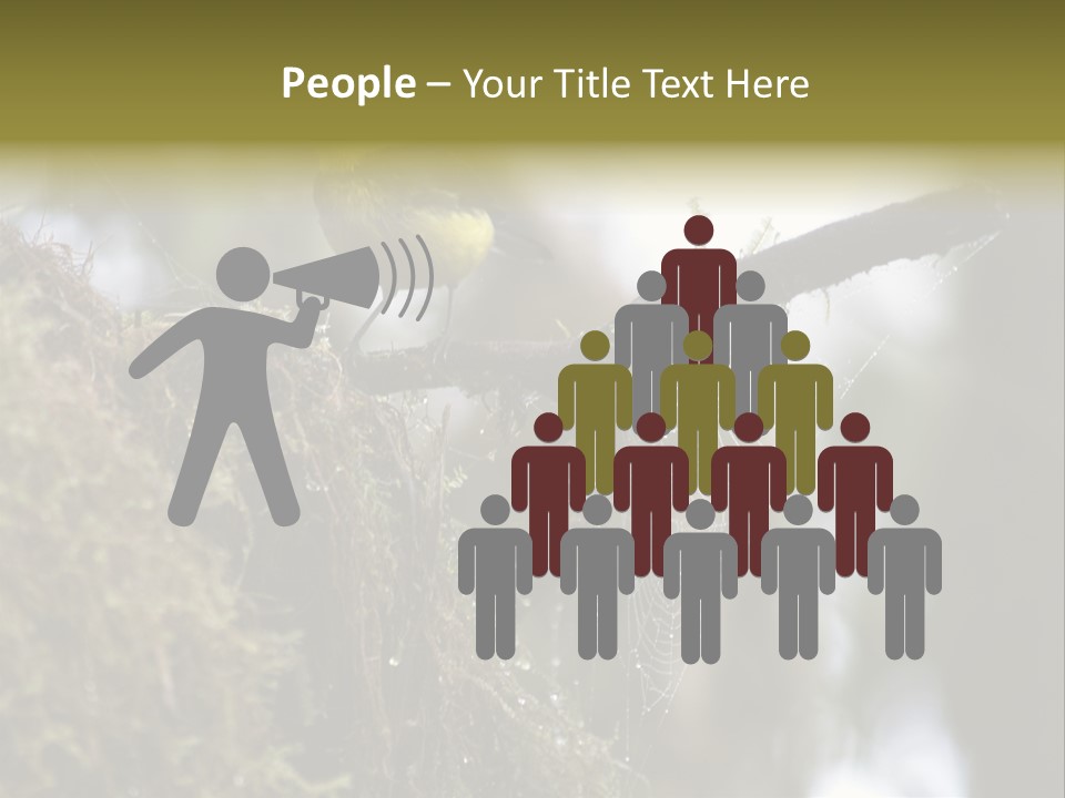 Collared Redstart Has A Different View On Life!!!!!Red Capped Grey Vested Warbler, Monteverde Cloud Forest, Costa Rica, November 2008. Myioborus Torquatus, Arulidae Family PowerPoint Template