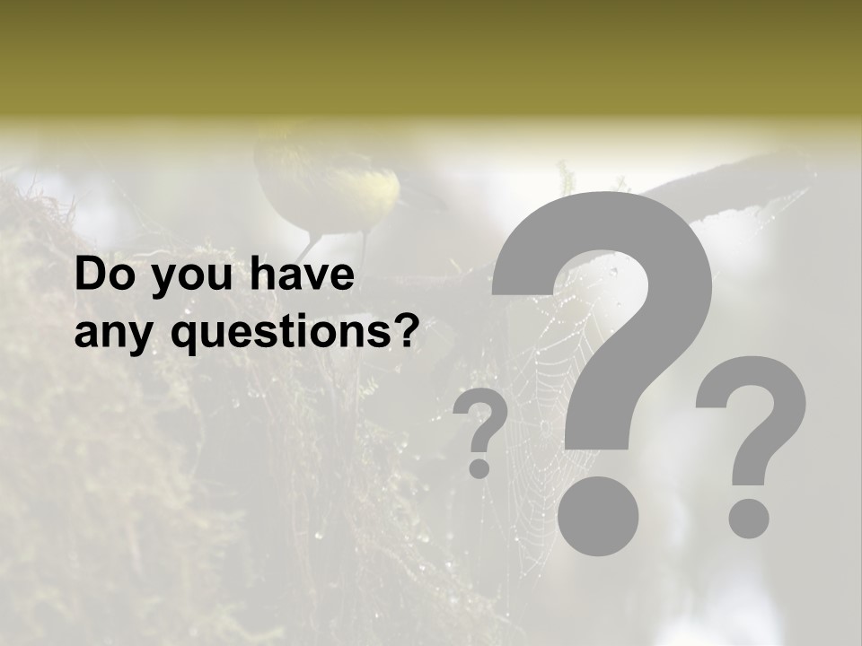 Collared Redstart Has A Different View On Life!!!!!Red Capped Grey Vested Warbler, Monteverde Cloud Forest, Costa Rica, November 2008. Myioborus Torquatus, Arulidae Family PowerPoint Template