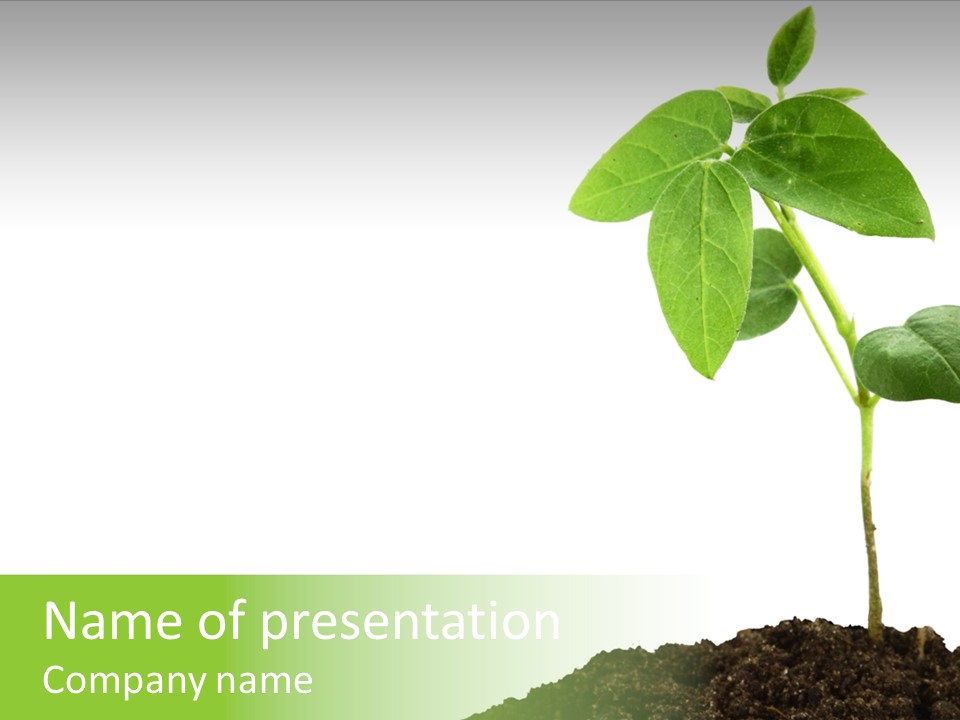 Seedling Growing In Dirt, Isolated Over Pure White Background. PowerPoint Template