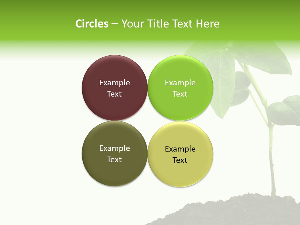 Seedling Growing In Dirt, Isolated Over Pure White Background. PowerPoint Template