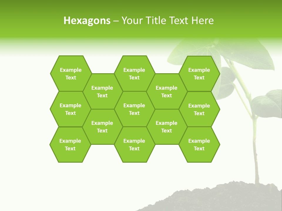 Seedling Growing In Dirt, Isolated Over Pure White Background. PowerPoint Template