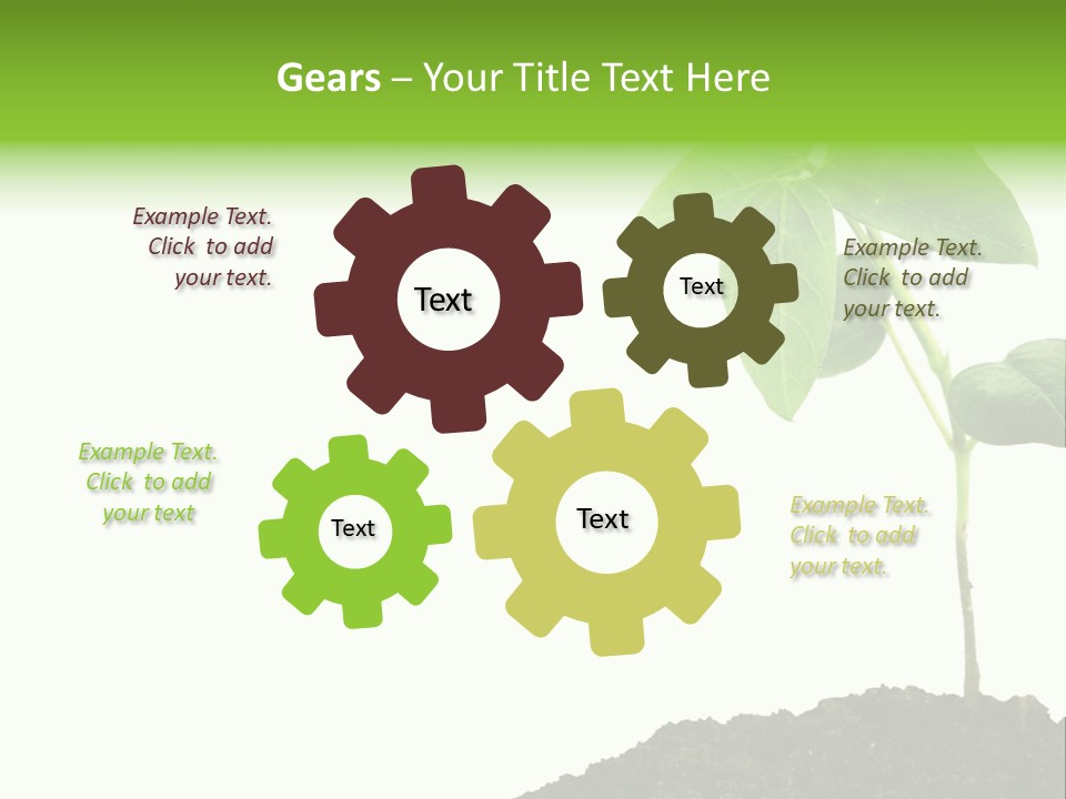 Seedling Growing In Dirt, Isolated Over Pure White Background. PowerPoint Template