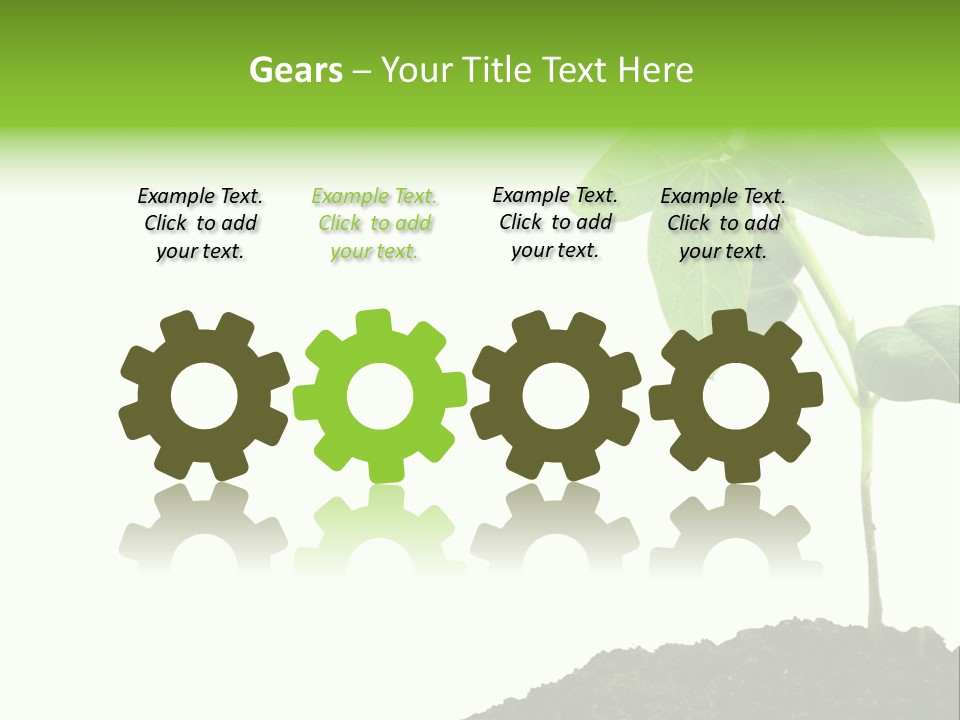 Seedling Growing In Dirt, Isolated Over Pure White Background. PowerPoint Template