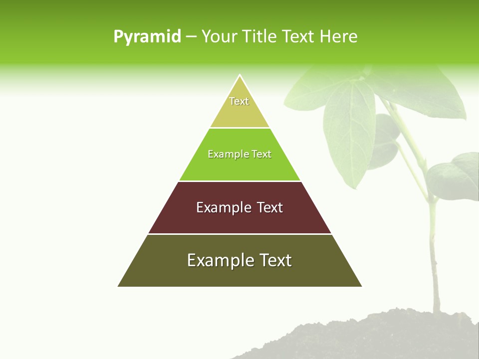 Seedling Growing In Dirt, Isolated Over Pure White Background. PowerPoint Template