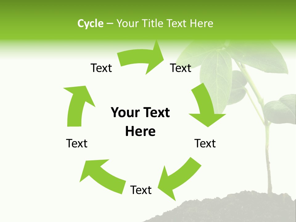 Seedling Growing In Dirt, Isolated Over Pure White Background. PowerPoint Template