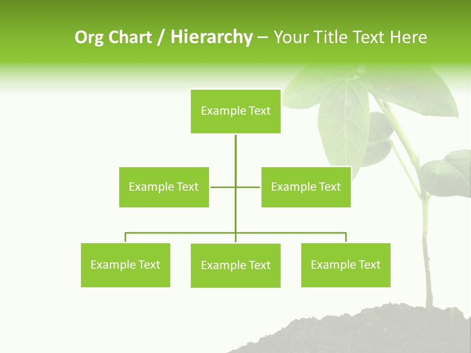 Seedling Growing In Dirt, Isolated Over Pure White Background. PowerPoint Template