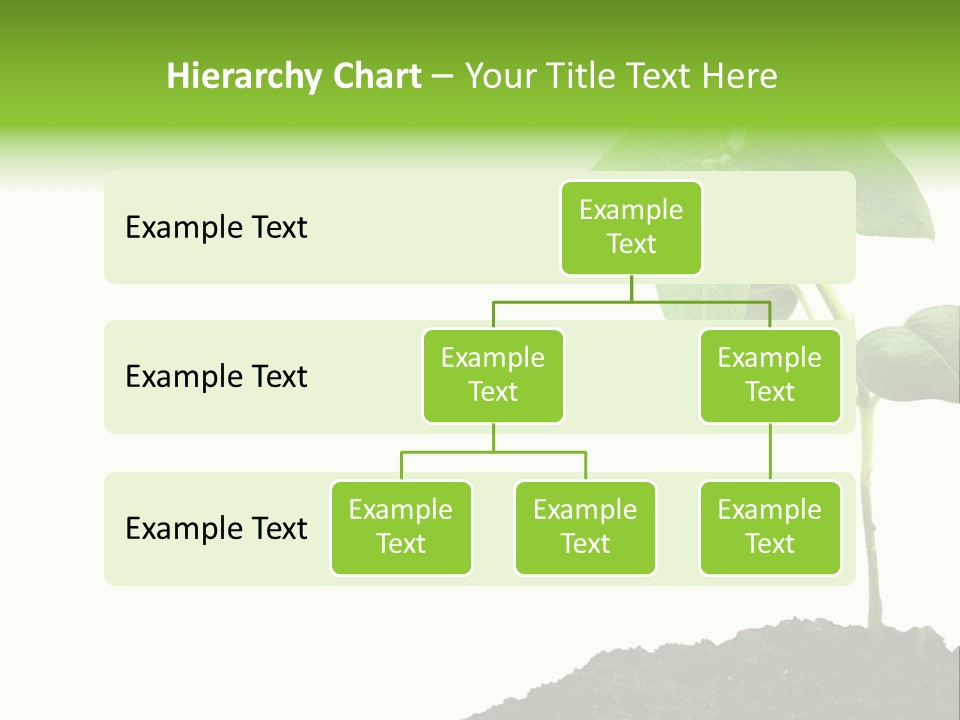 Seedling Growing In Dirt, Isolated Over Pure White Background. PowerPoint Template