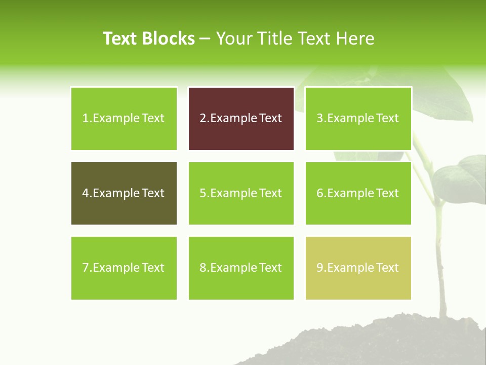 Seedling Growing In Dirt, Isolated Over Pure White Background. PowerPoint Template