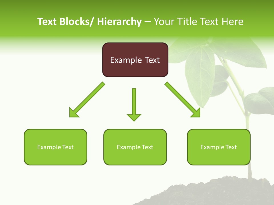 Seedling Growing In Dirt, Isolated Over Pure White Background. PowerPoint Template