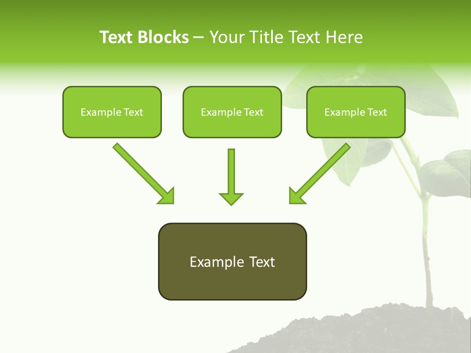 Seedling Growing In Dirt, Isolated Over Pure White Background. PowerPoint Template