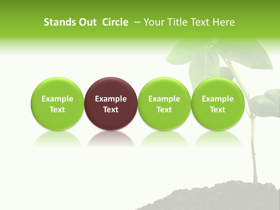 Seedling Growing In Dirt, Isolated Over Pure White Background. PowerPoint Template