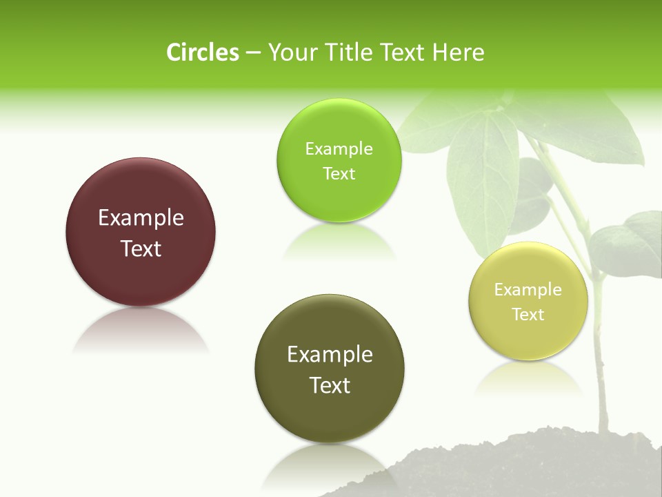 Seedling Growing In Dirt, Isolated Over Pure White Background. PowerPoint Template