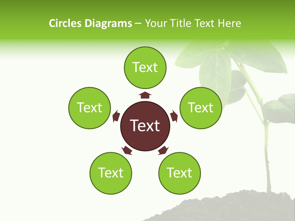 Seedling Growing In Dirt, Isolated Over Pure White Background. PowerPoint Template