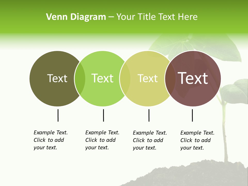 Seedling Growing In Dirt, Isolated Over Pure White Background. PowerPoint Template