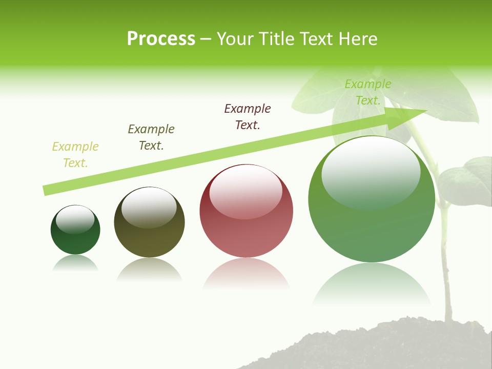 Seedling Growing In Dirt, Isolated Over Pure White Background. PowerPoint Template