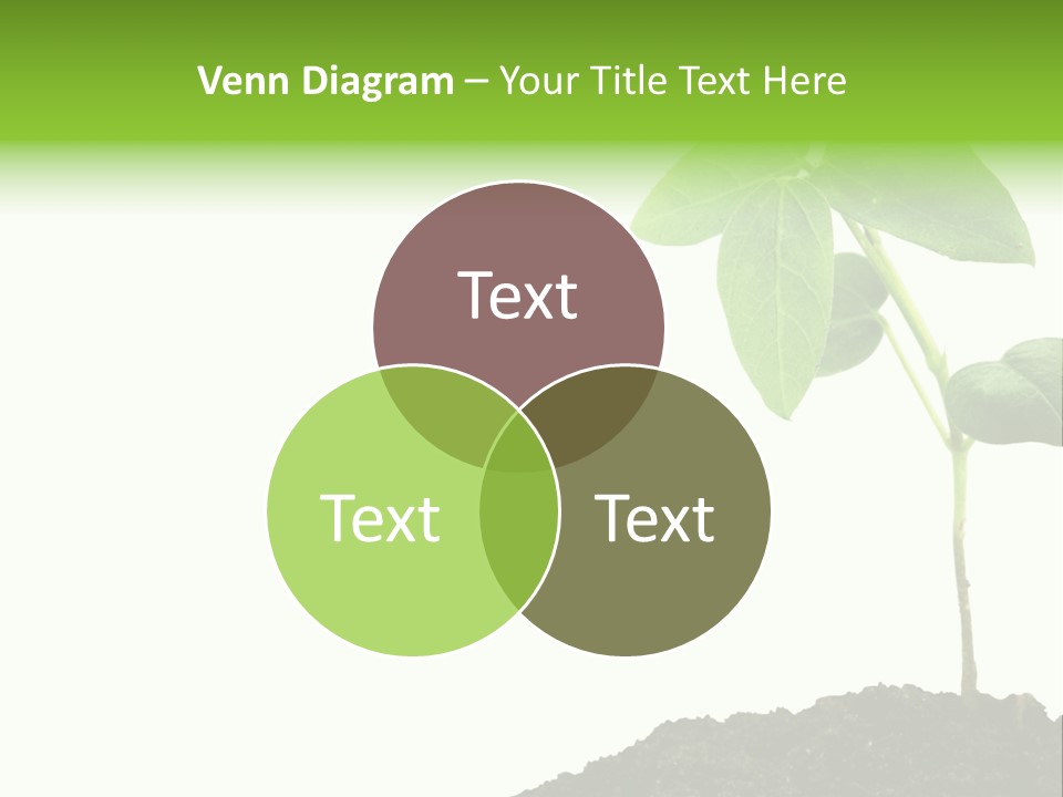 Seedling Growing In Dirt, Isolated Over Pure White Background. PowerPoint Template