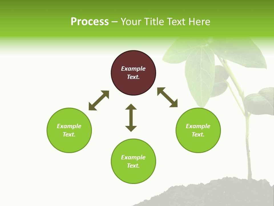 Seedling Growing In Dirt, Isolated Over Pure White Background. PowerPoint Template