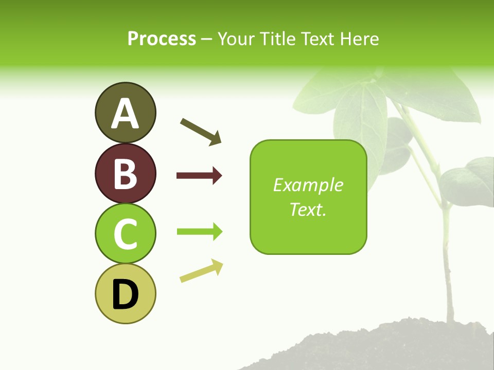 Seedling Growing In Dirt, Isolated Over Pure White Background. PowerPoint Template