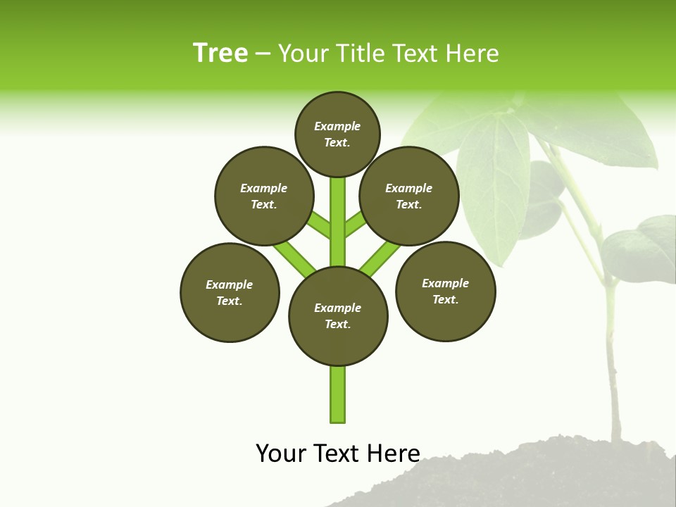 Seedling Growing In Dirt, Isolated Over Pure White Background. PowerPoint Template