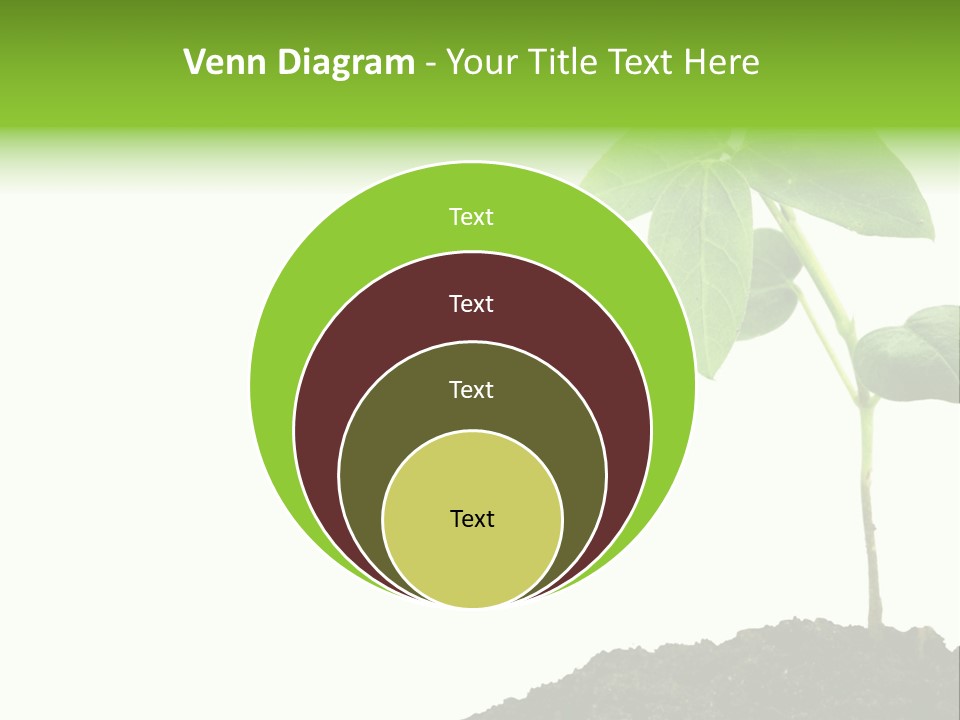 Seedling Growing In Dirt, Isolated Over Pure White Background. PowerPoint Template