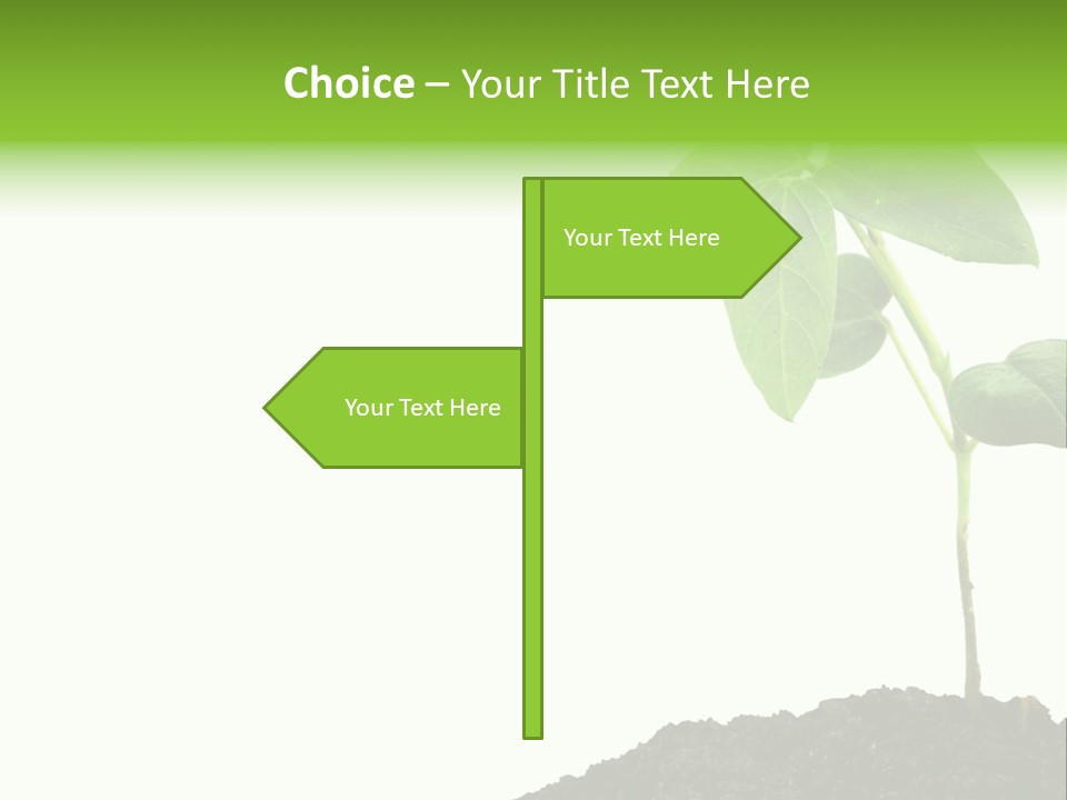 Seedling Growing In Dirt, Isolated Over Pure White Background. PowerPoint Template