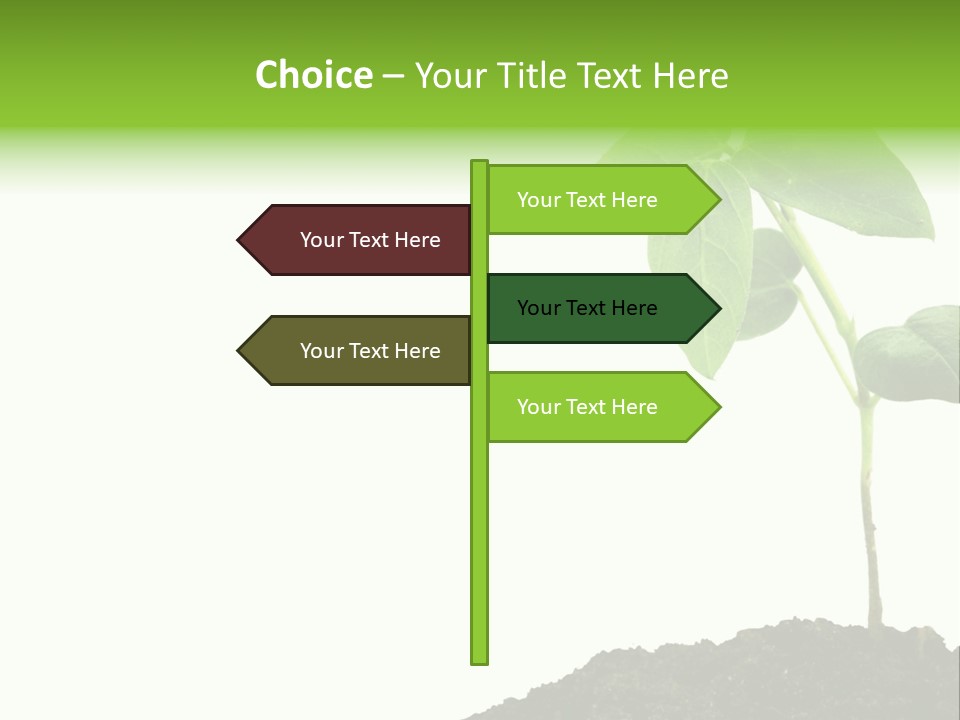 Seedling Growing In Dirt, Isolated Over Pure White Background. PowerPoint Template
