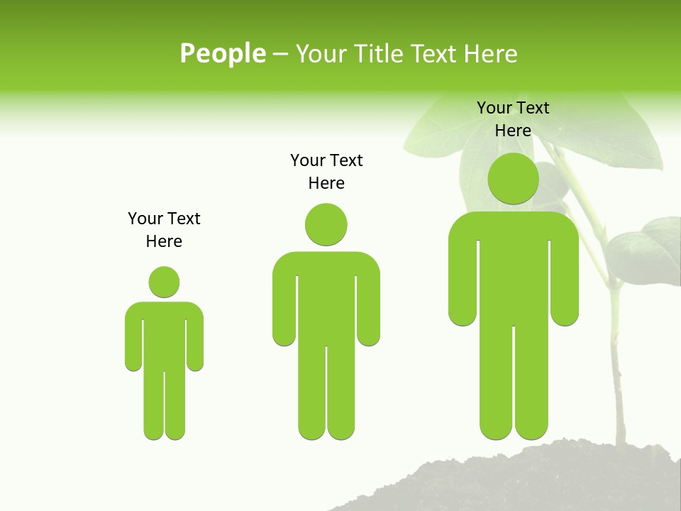 Seedling Growing In Dirt, Isolated Over Pure White Background. PowerPoint Template