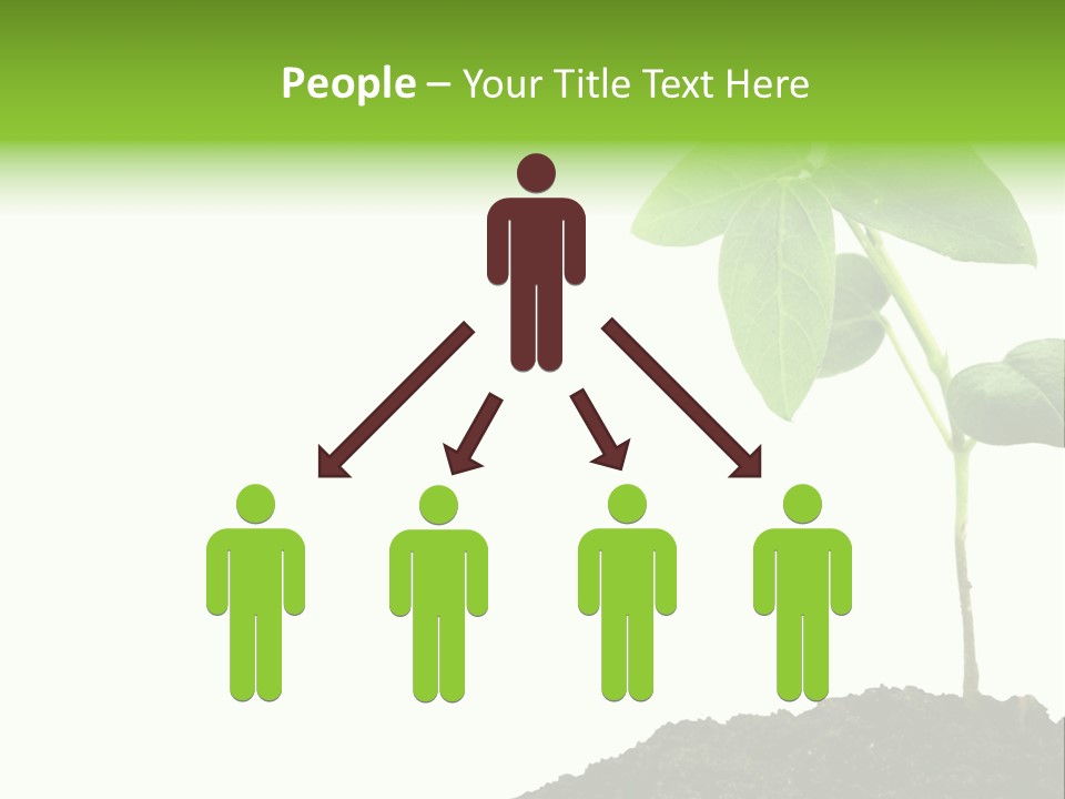 Seedling Growing In Dirt, Isolated Over Pure White Background. PowerPoint Template