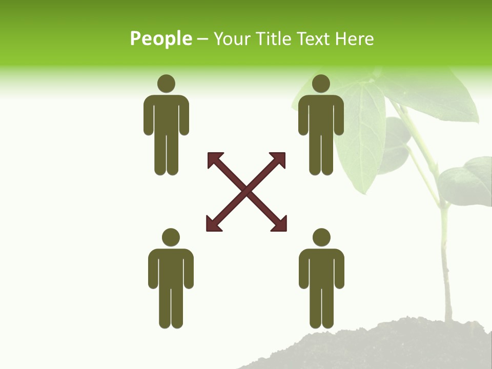 Seedling Growing In Dirt, Isolated Over Pure White Background. PowerPoint Template