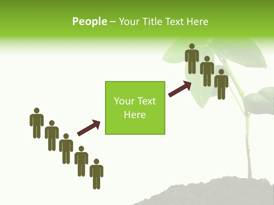 Seedling Growing In Dirt, Isolated Over Pure White Background. PowerPoint Template