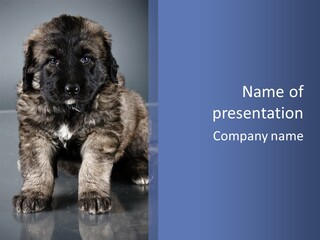 Portrait Of Sweet 1,5 Month Old Kavkazskaya Ovcharka ( Caucasian Shepherd Dog Puppy ) PowerPoint Template