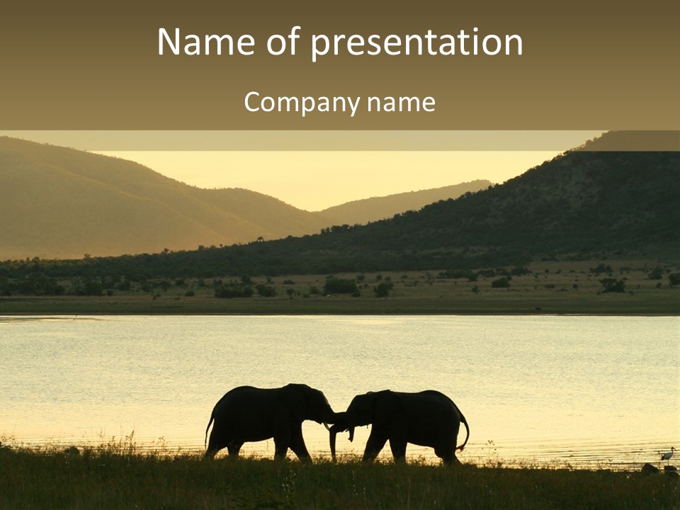 Elephant Bulls Wrestling At Sunset PowerPoint Template