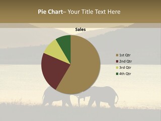 Elephant Bulls Wrestling At Sunset PowerPoint Template