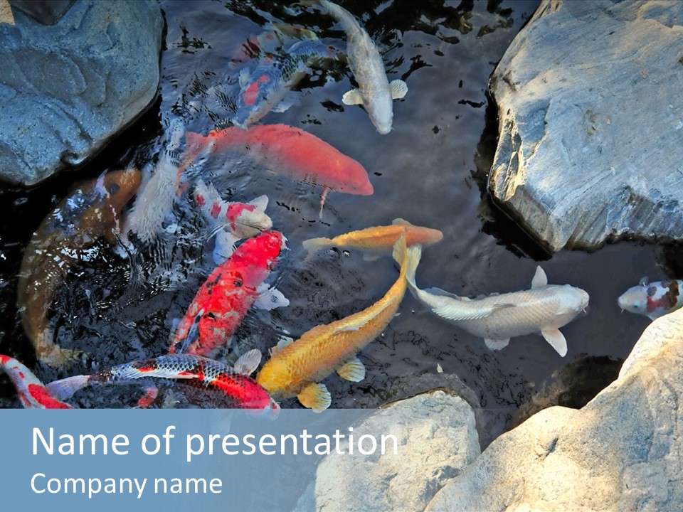 Colorful Koi Fish In Pond PowerPoint Template