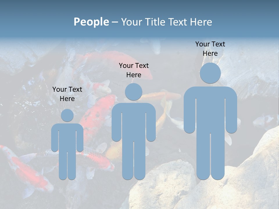 Colorful Koi Fish In Pond PowerPoint Template