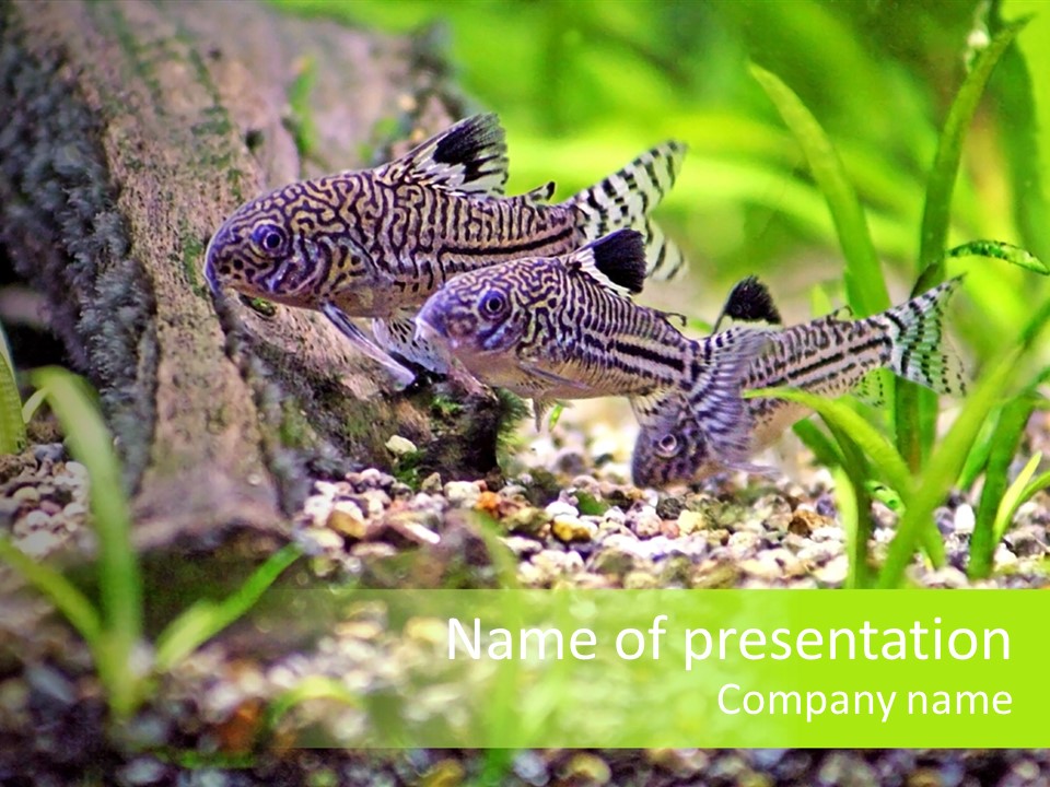 Three Corydoras Trinilleatus Catfish Swimming In A Planted Tropical Aquarium. Space For Copy. PowerPoint Template