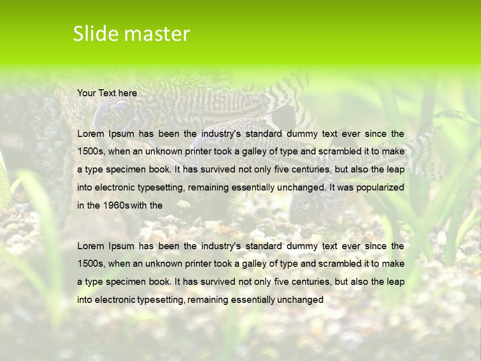 Three Corydoras Trinilleatus Catfish Swimming In A Planted Tropical Aquarium. Space For Copy. PowerPoint Template