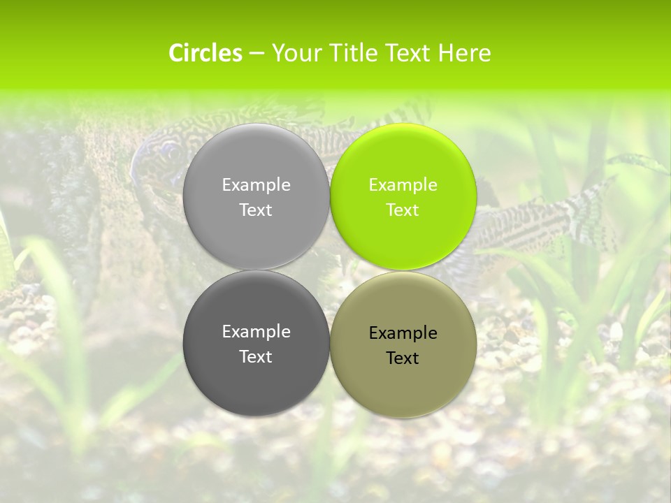 Three Corydoras Trinilleatus Catfish Swimming In A Planted Tropical Aquarium. Space For Copy. PowerPoint Template