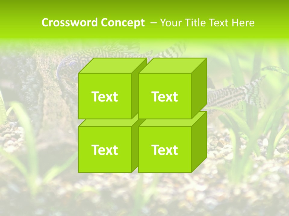Three Corydoras Trinilleatus Catfish Swimming In A Planted Tropical Aquarium. Space For Copy. PowerPoint Template