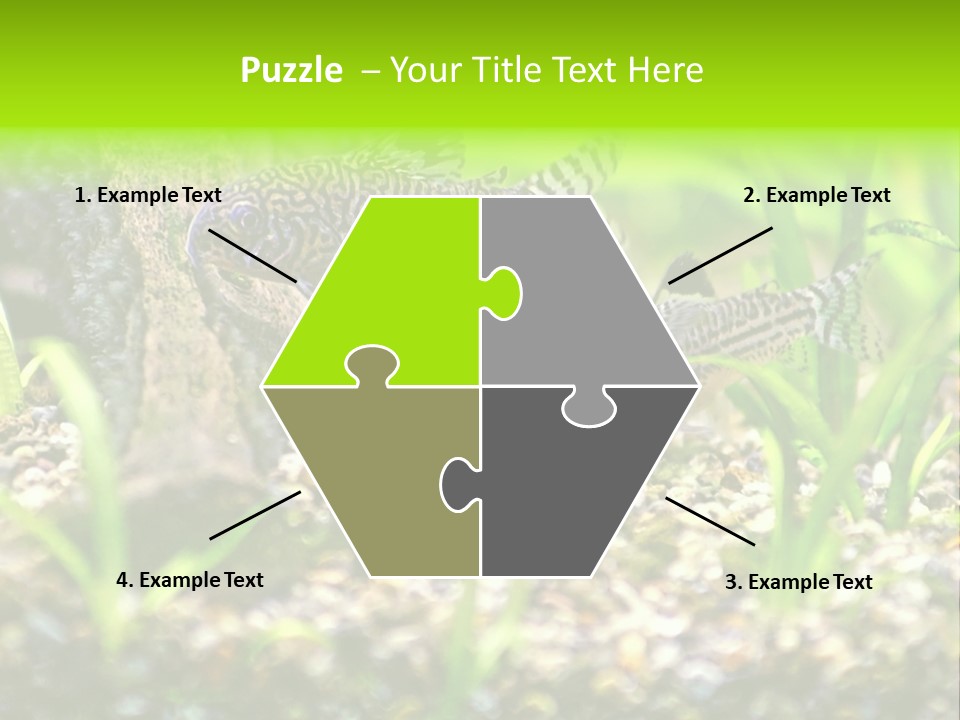 Three Corydoras Trinilleatus Catfish Swimming In A Planted Tropical Aquarium. Space For Copy. PowerPoint Template