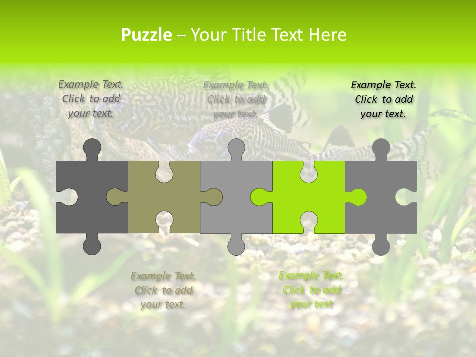 Three Corydoras Trinilleatus Catfish Swimming In A Planted Tropical Aquarium. Space For Copy. PowerPoint Template